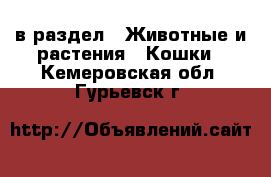  в раздел : Животные и растения » Кошки . Кемеровская обл.,Гурьевск г.